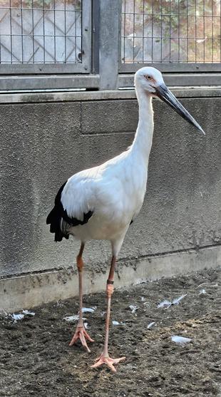 白藤、ありがとう