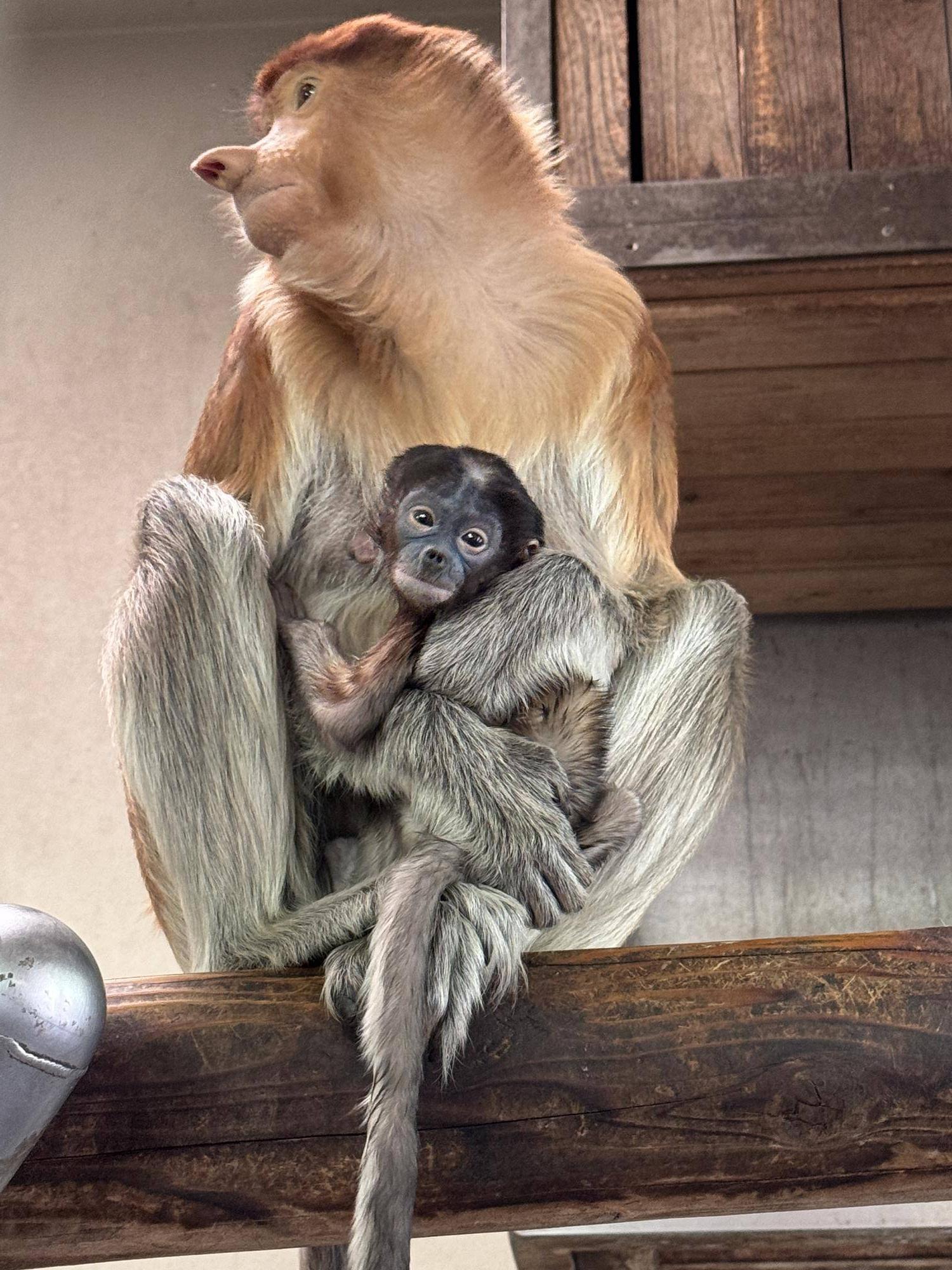 生まれましたー！！！☆*+。の写真