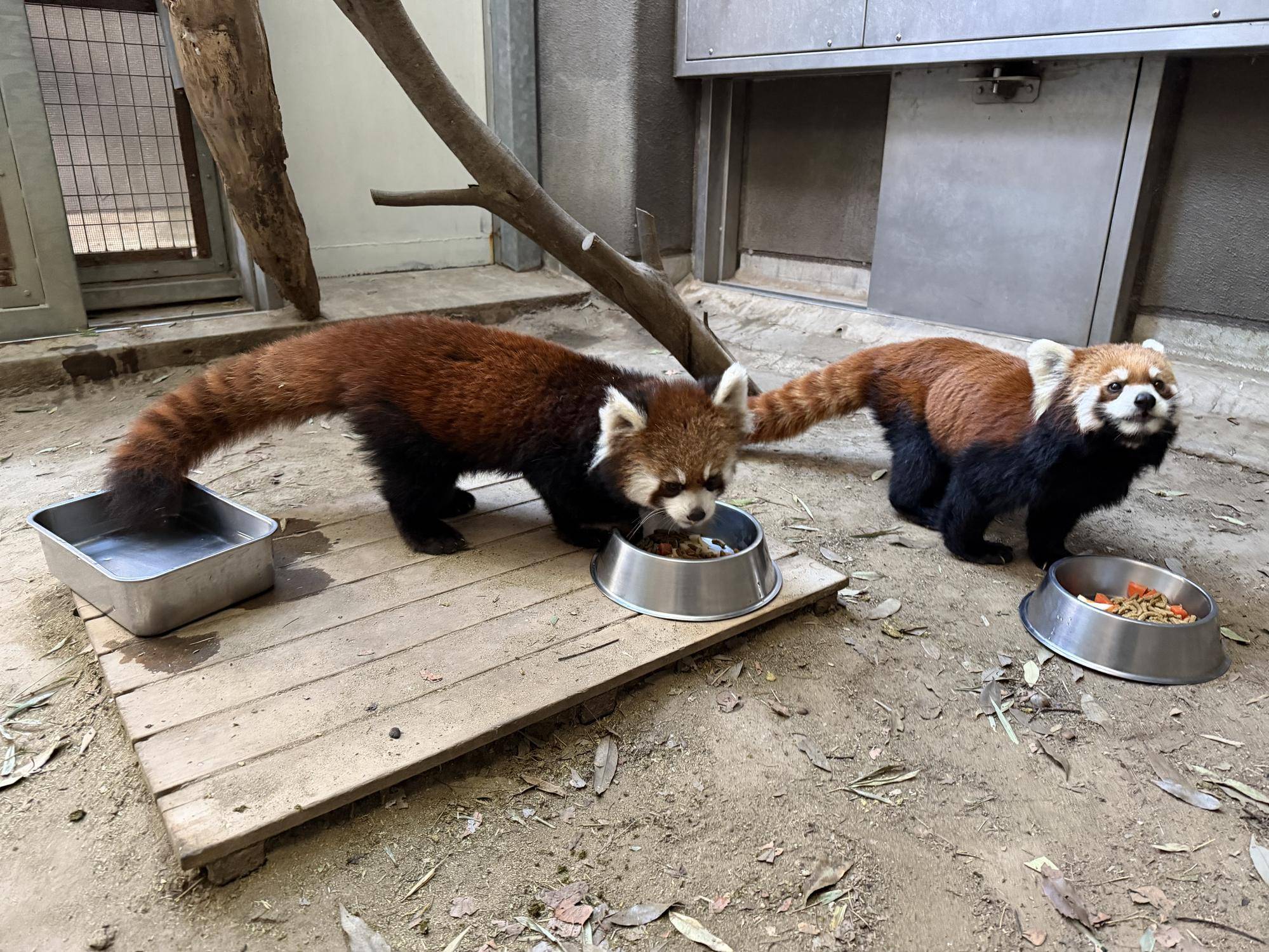  レッサーパンダ　成長記１４の写真