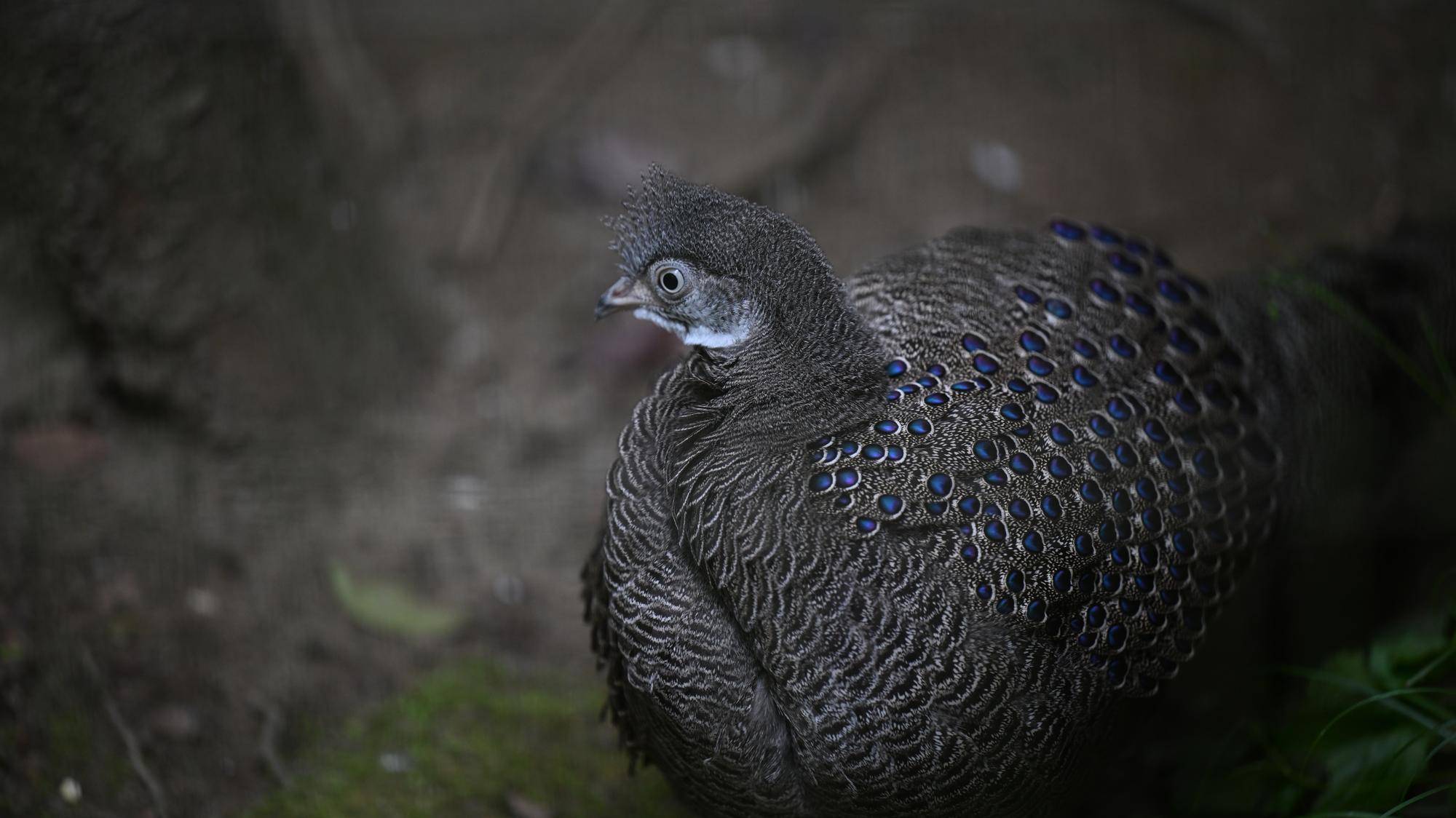 ハイイロコクジャク　ココです。の写真