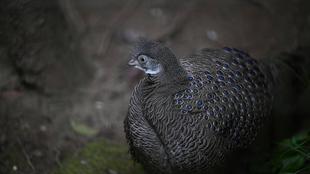 ハイイロコクジャク　ココです。