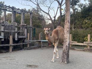 ソフィー、ダイエット計画