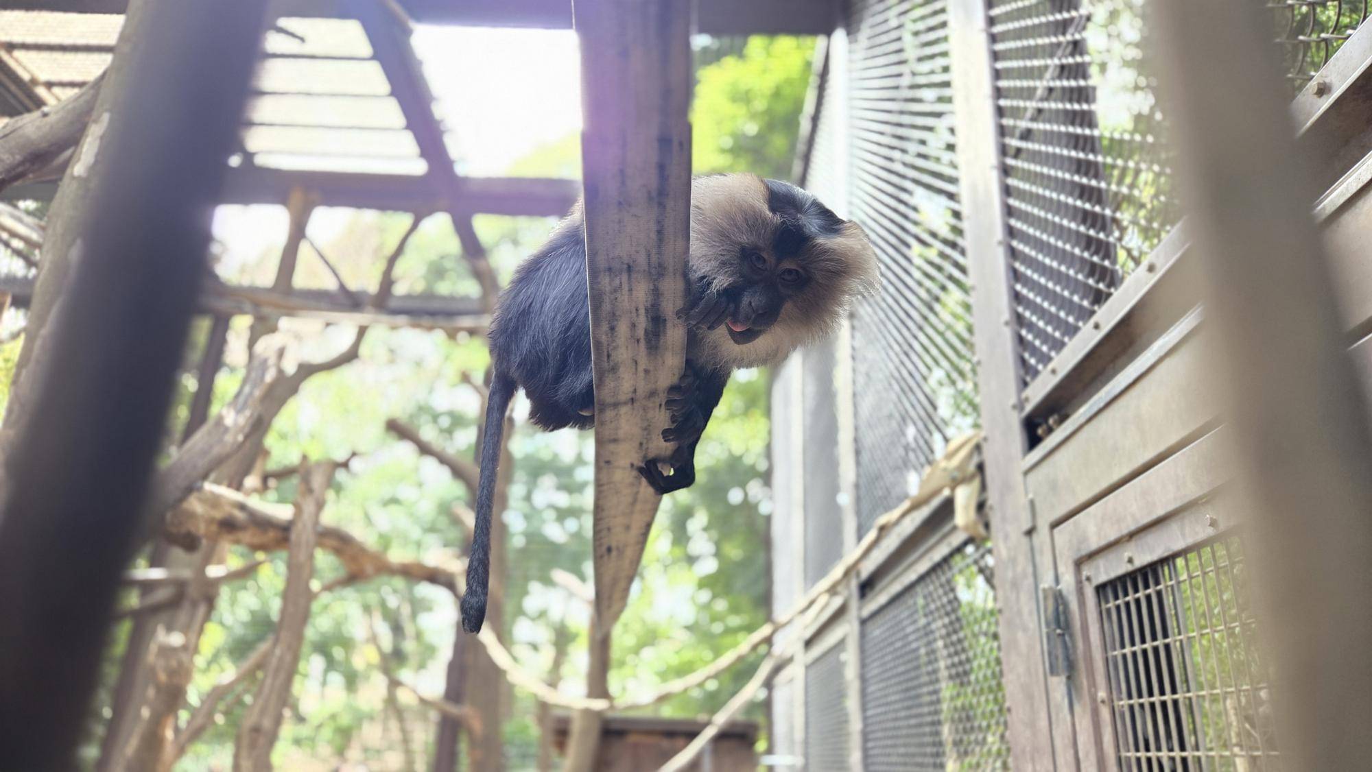 シシオザルの2月の写真