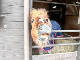 冬のぱかぱか広場