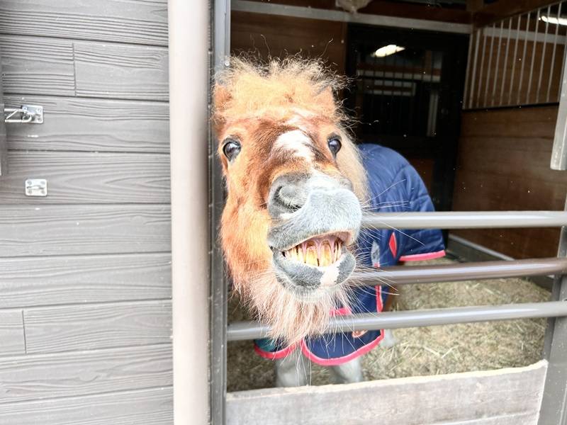 冬のぱかぱか広場の写真