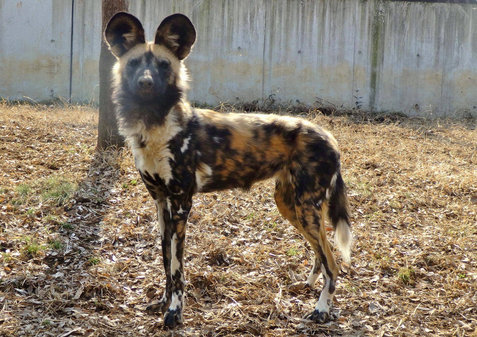 リカオン　ジュリの手術の写真