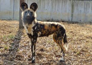 リカオン　ジュリの手術