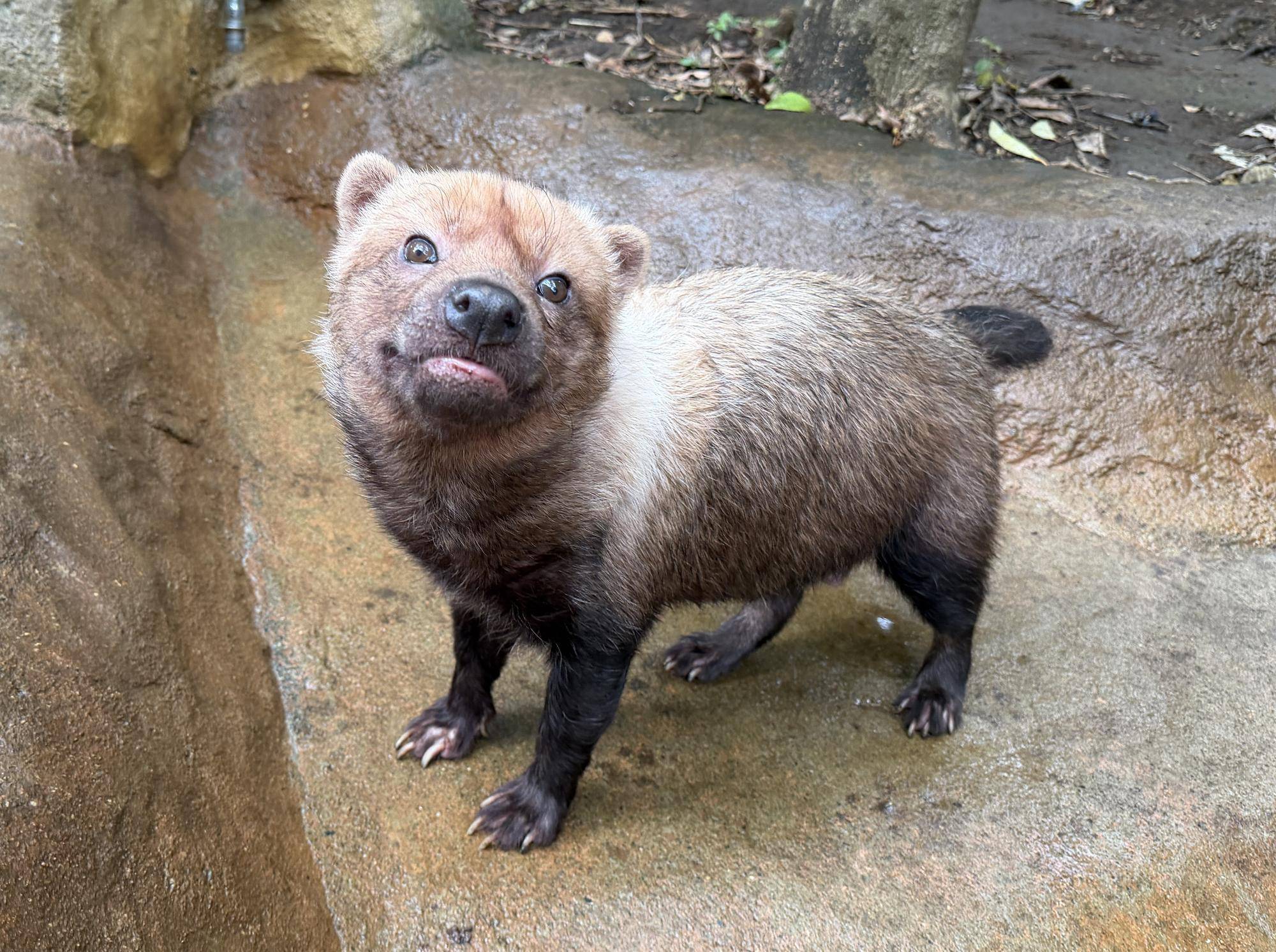 ヤブイヌ通信　パパマル10歳の誕生日の写真