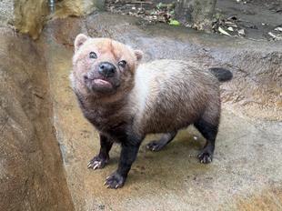 ヤブイヌ通信　パパマル10歳の誕生日