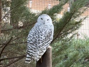 シロフクロウの「ユキ」に切り株をプレゼントしました。