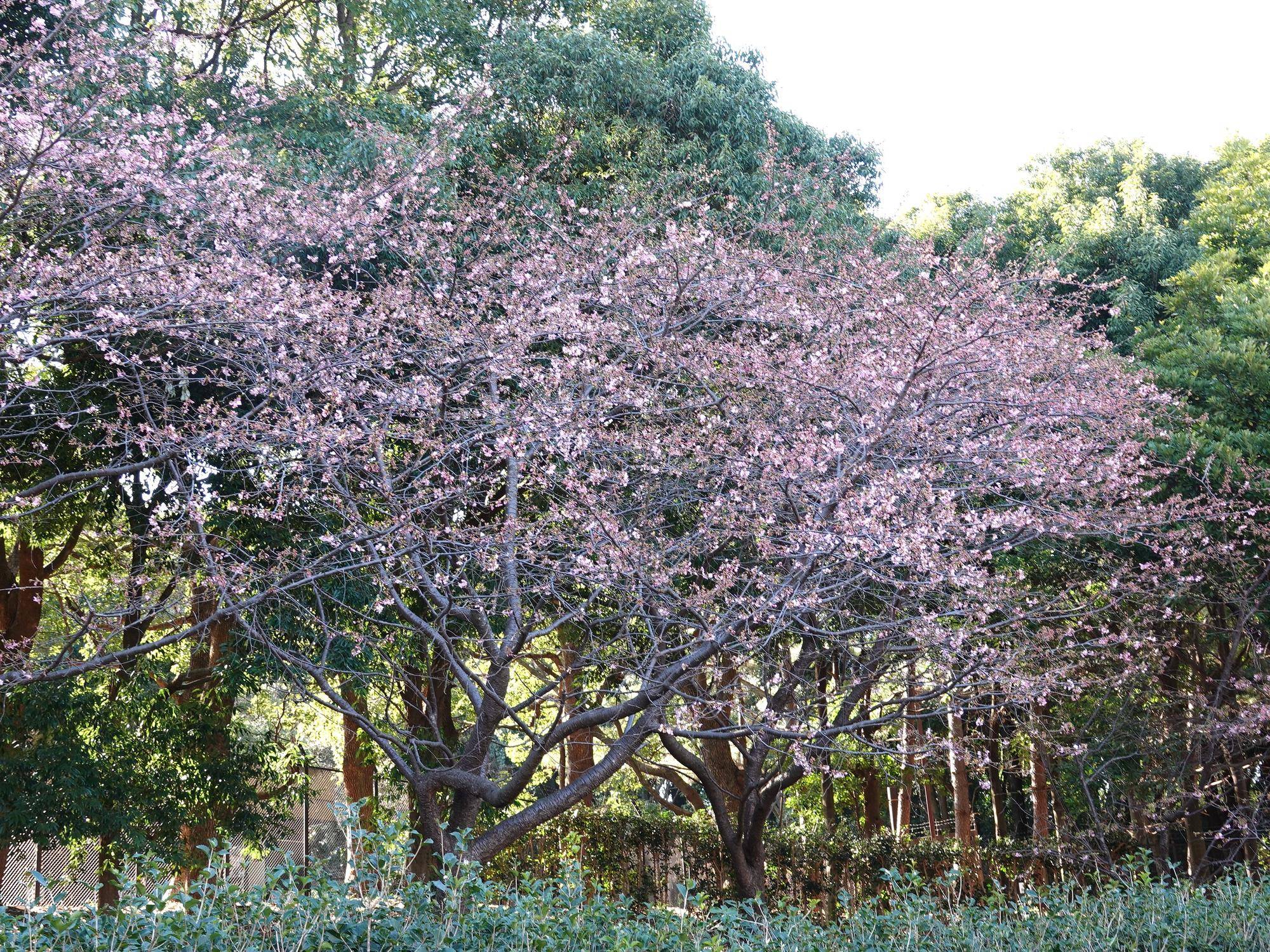 【2026】🌸桜ブログ🌸 第1回の写真