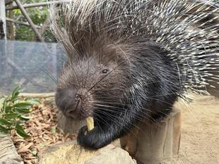 やまあらにっし。　枝のかじり方（ネイロ流）