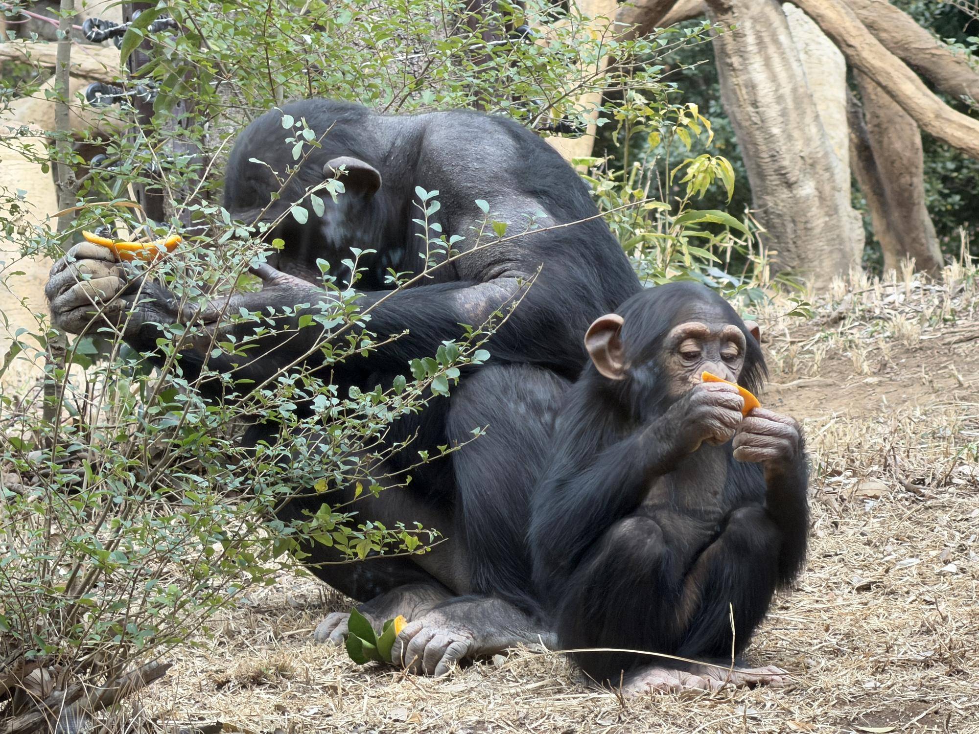 チンパンジーに旬のおやつをプレゼント（2月：ミカン・イヨカン・ナツミカン）の写真