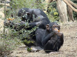 チンパンジーに旬のおやつをプレゼント（2月：ミカン・イヨカン・ナツミカン）
