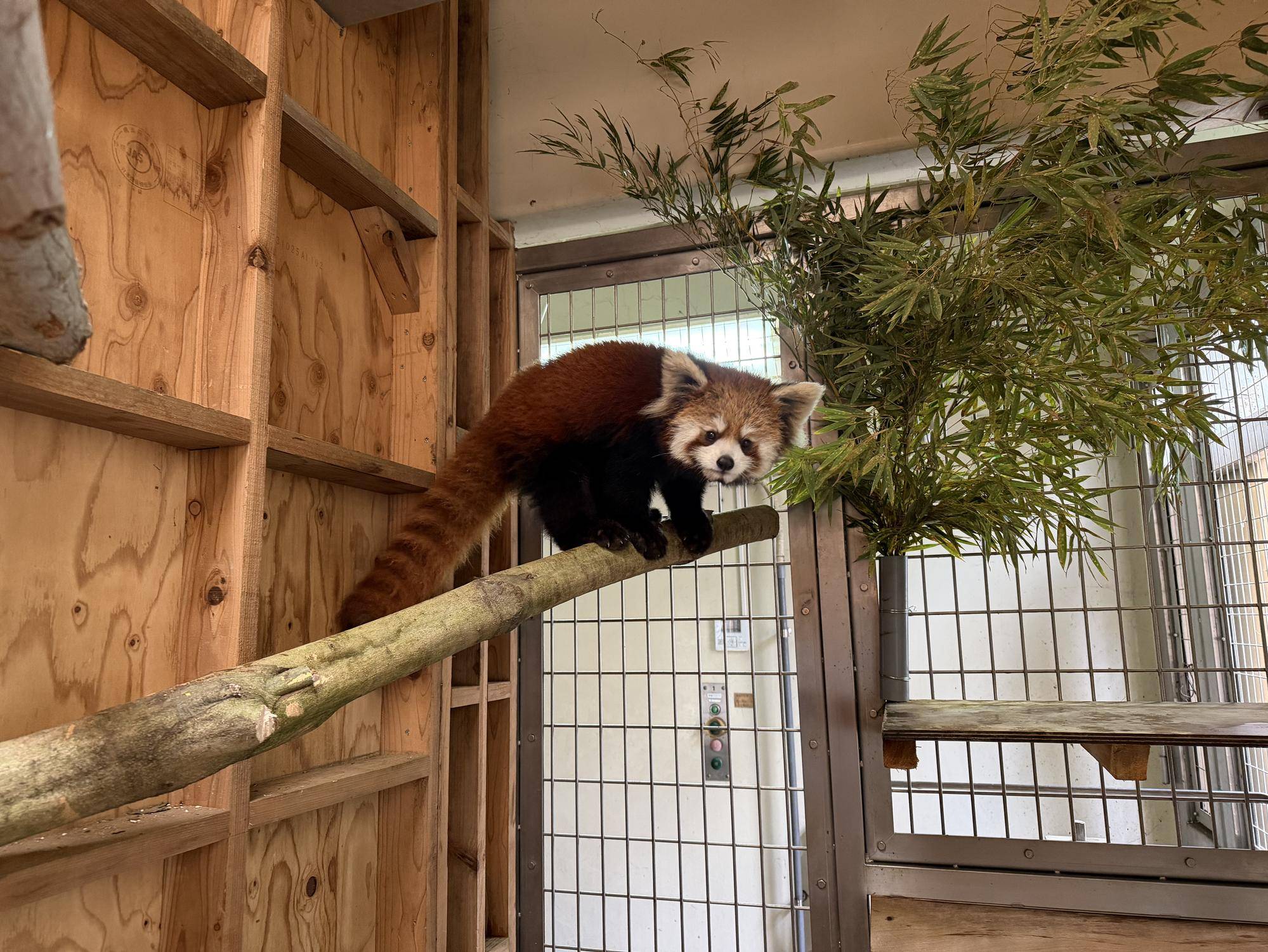  レッサーパンダ　成長記１５の写真