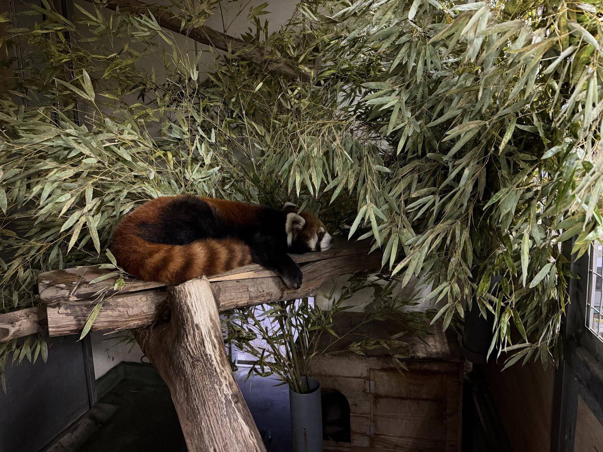 レッサーパンダと夕暮れ時の写真