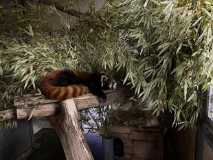 レッサーパンダと夕暮れ時