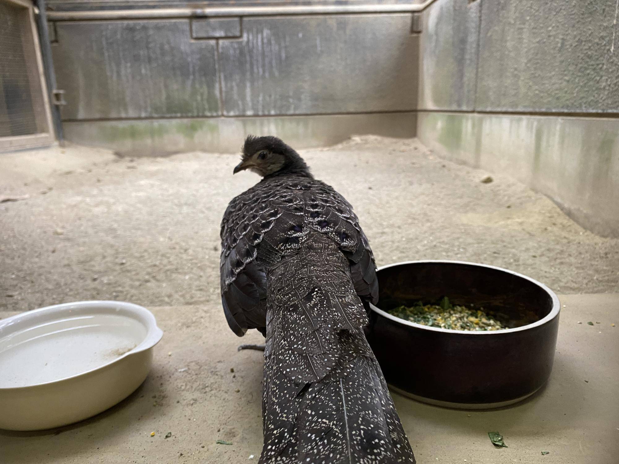 ハイイロコクジャク　ピピ最近の様子⑤の写真