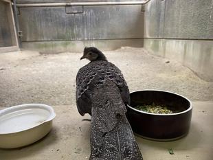 ハイイロコクジャク　ピピ最近の様子⑤