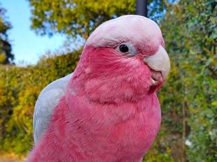 ピーチ来園1周年！