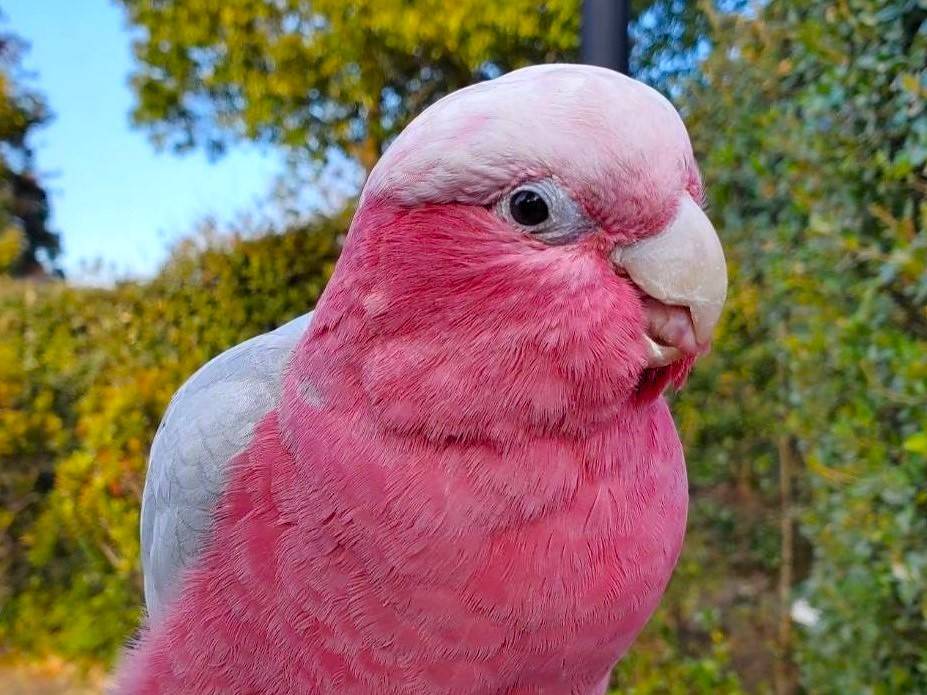 ピーチ来園1周年！の写真