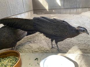 🐥ピヨピヨだより　オス・メスどっちだったでしょう！？②🐥