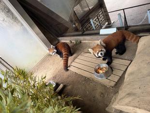 レッサーパンダ　成長記１６