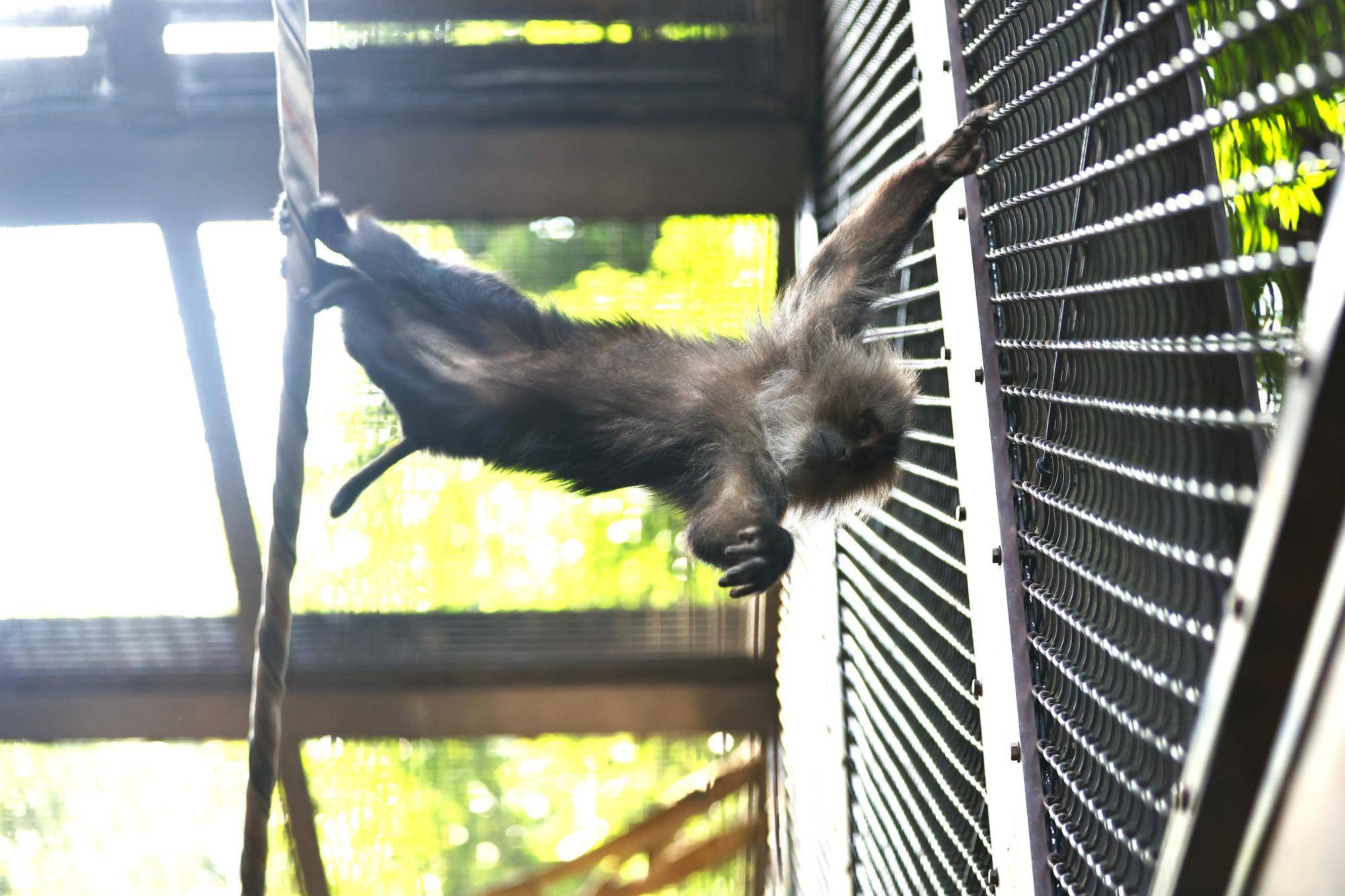 シシオザルの３月の写真