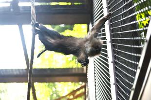 シシオザルの３月