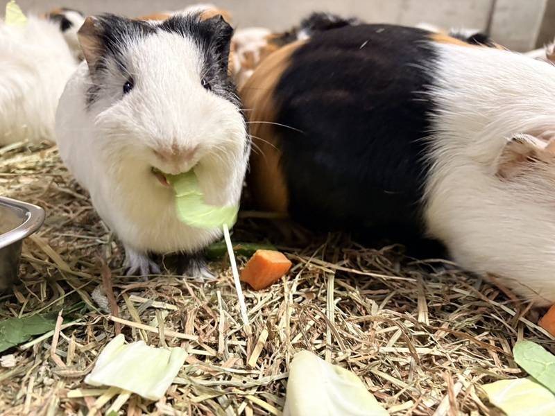 せんキュー！ありがチュウ～！の写真