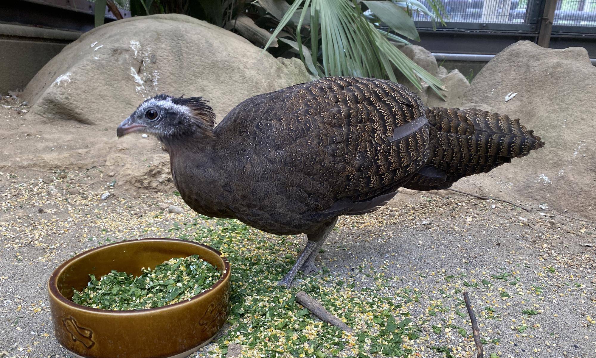 🐥🌸ピヨピヨだより　最終回！！🌸🐥の写真