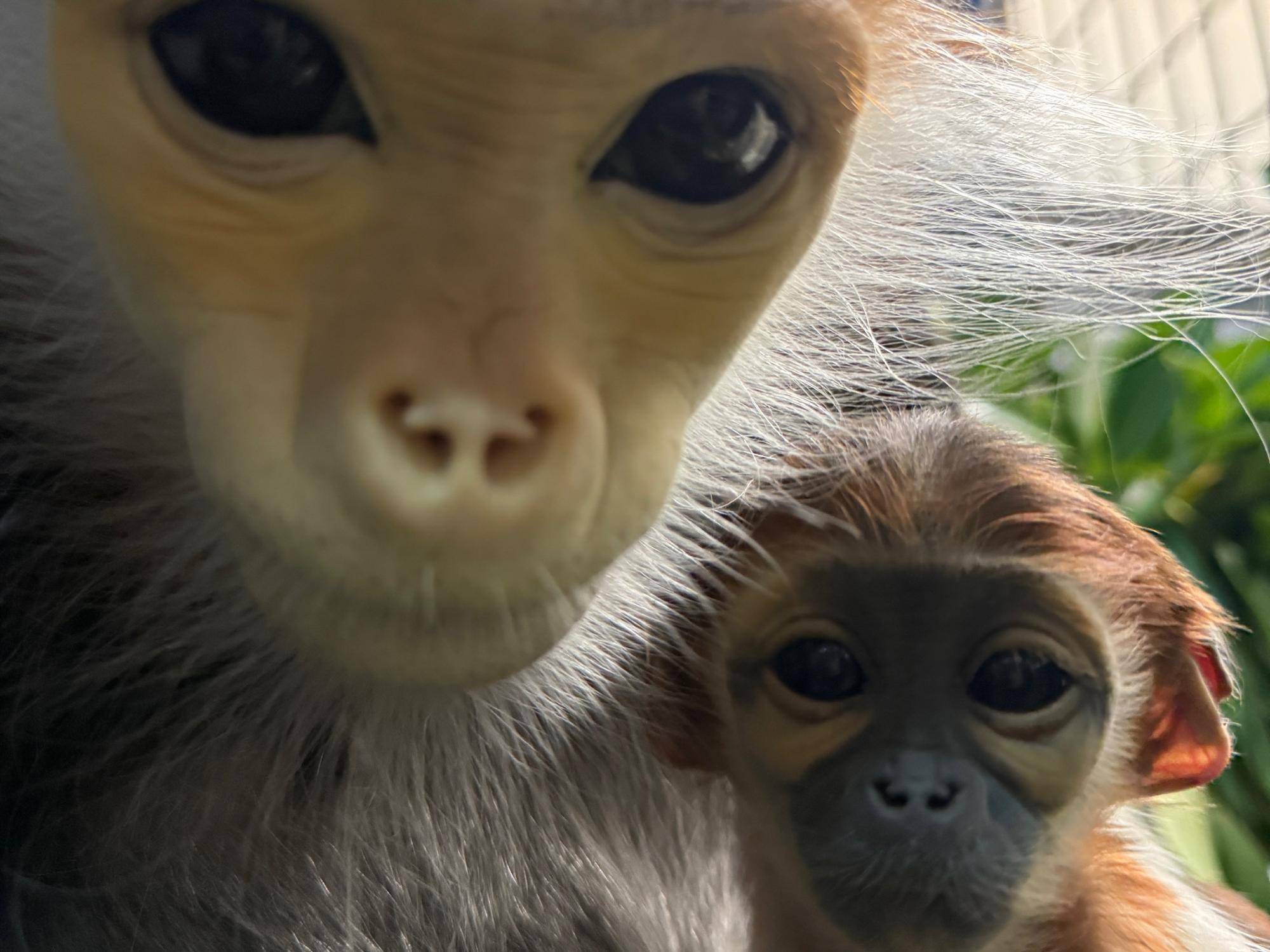 生まれたよー！から生後1か月までの様子🍃の写真