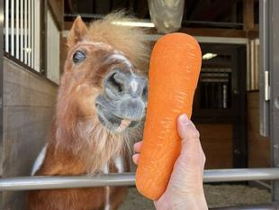 ウマのウマい話