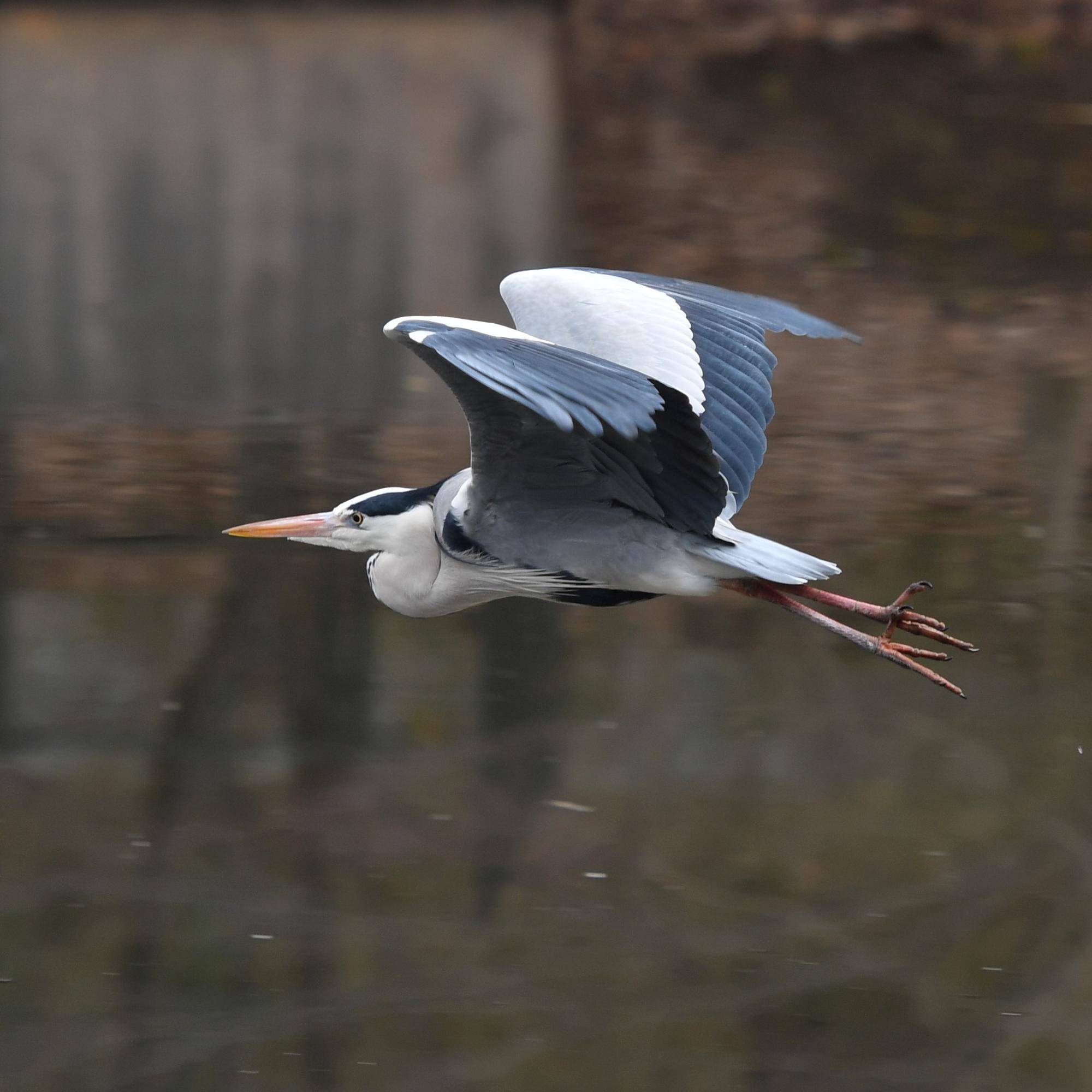 ズーラシアの野鳥⑱水辺の野鳥編の写真