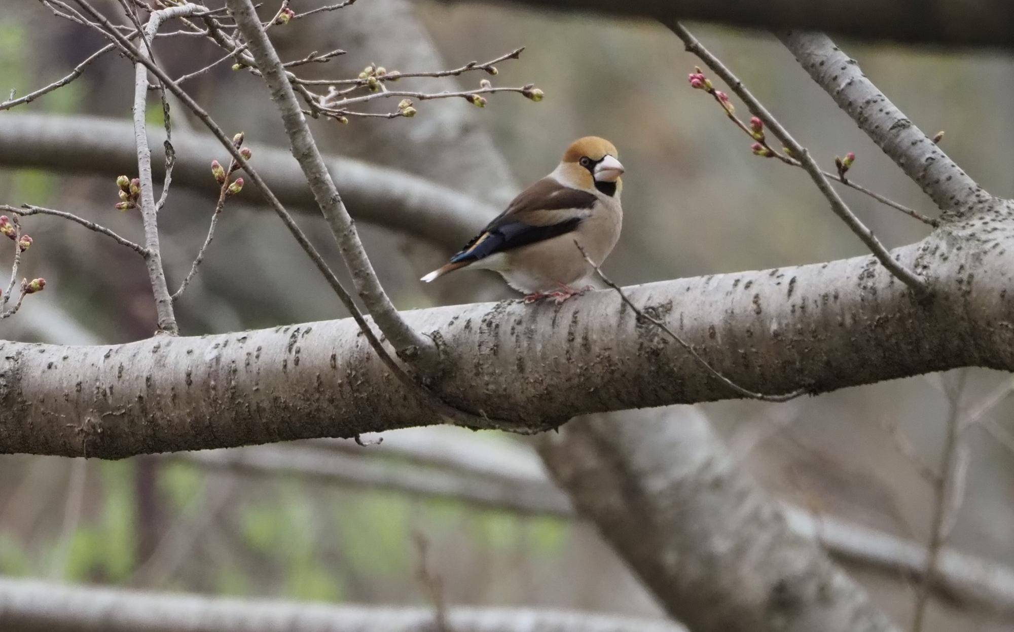 ズーラシアの野鳥🐤最終回の写真