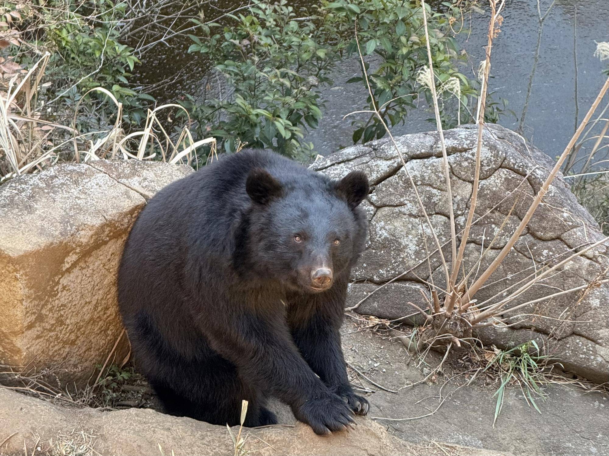 メリー、冬眠暁を覚えず？の写真