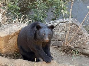 メリー、冬眠暁を覚えず？