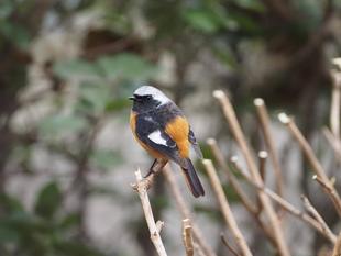ズーラシアの野鳥⑲スズメくらいの大きさの鳥🐤