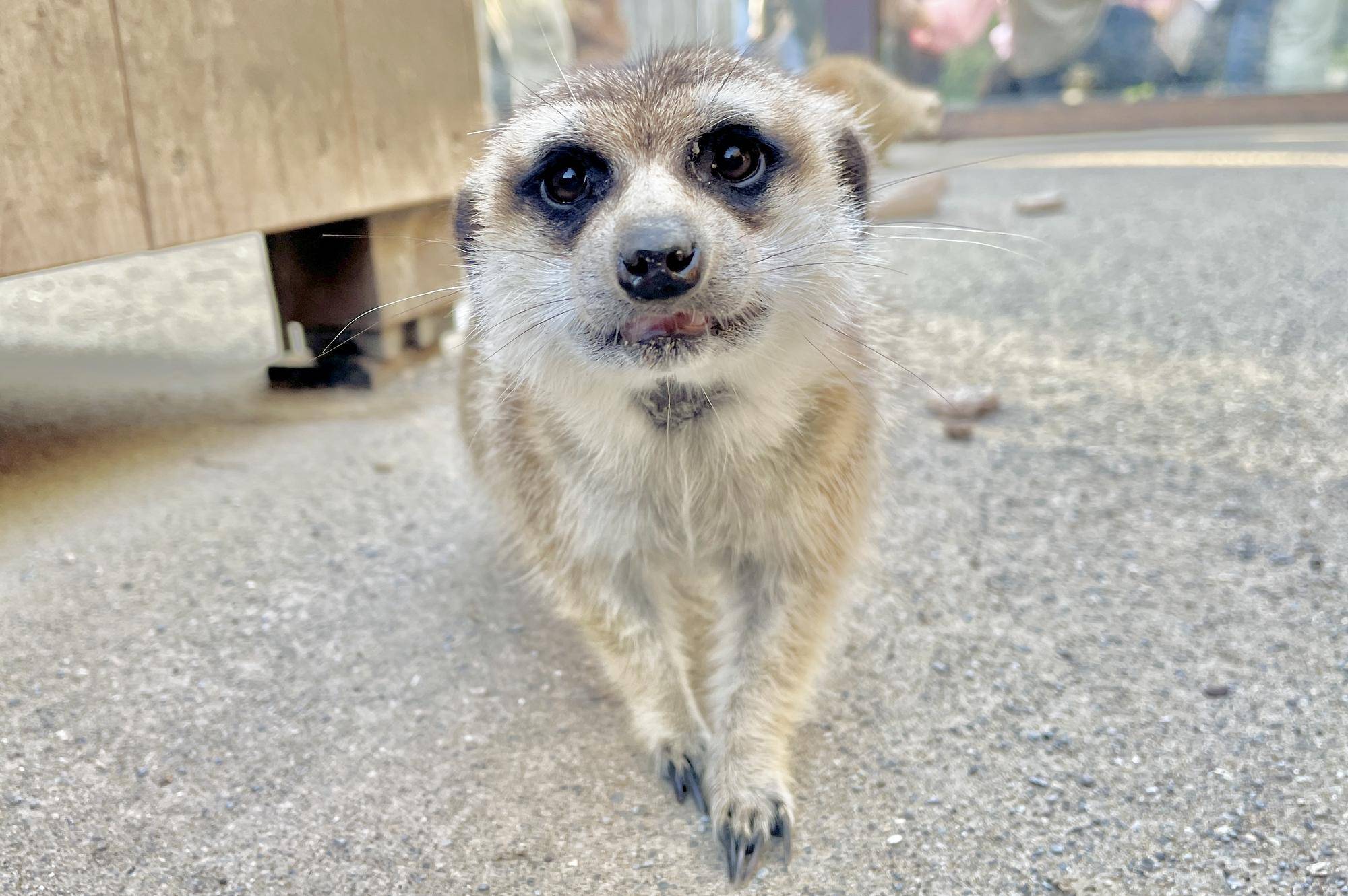 アミ、ありがとうの写真