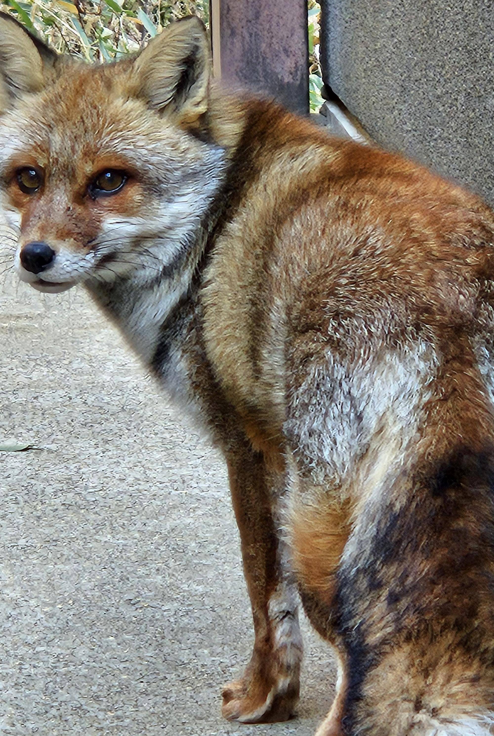 タヌキツ近況ブログ♪11の写真