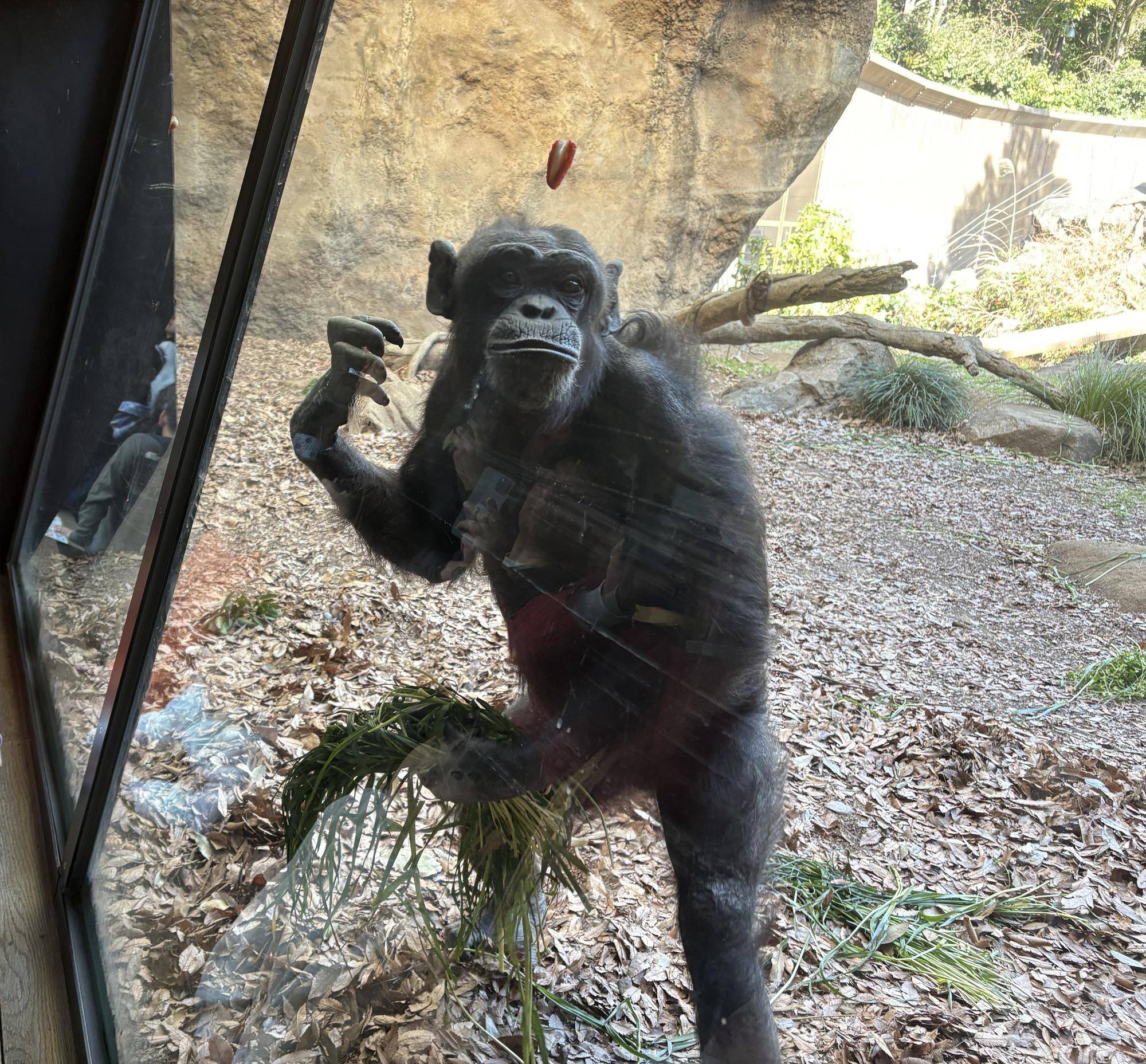 チンパンジーに旬のおやつをプレゼント(3月：イチゴ)の写真