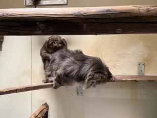 カルトとサムとミートの様子