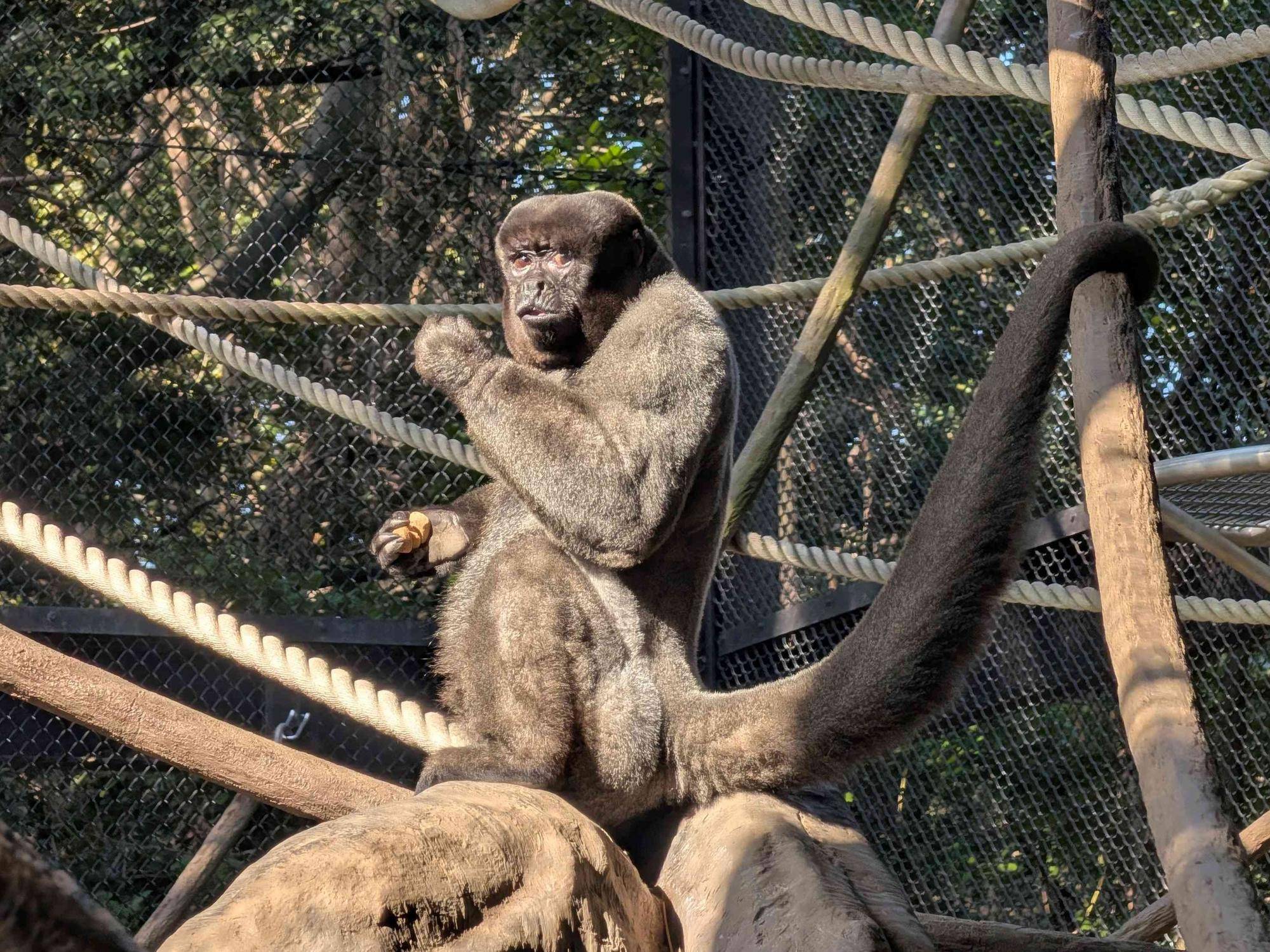 ウーリー、久しぶりの展示！の写真
