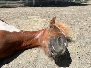 放牧場ですること