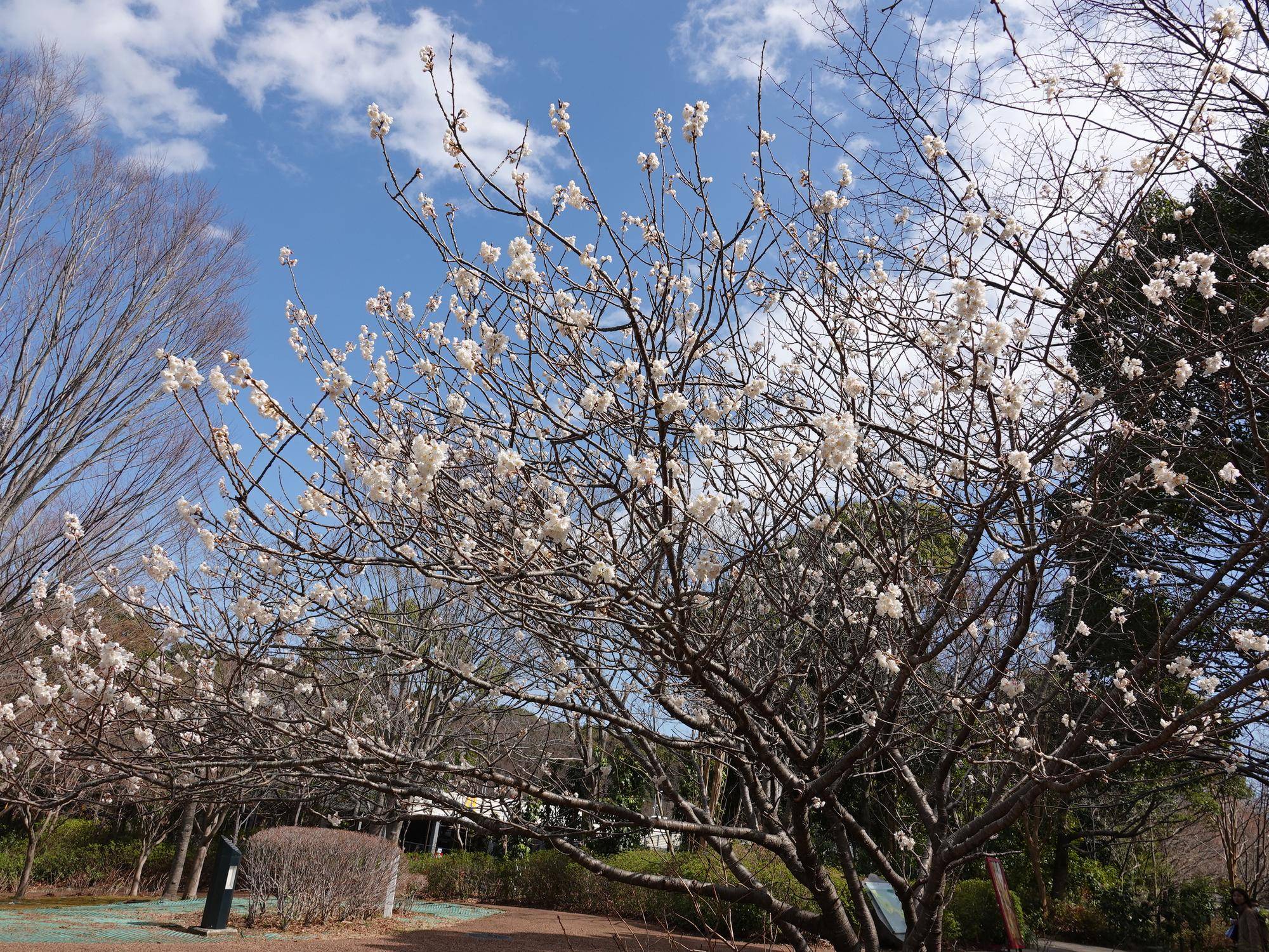 【2026】🌸桜ブログ🌸 第3回の写真