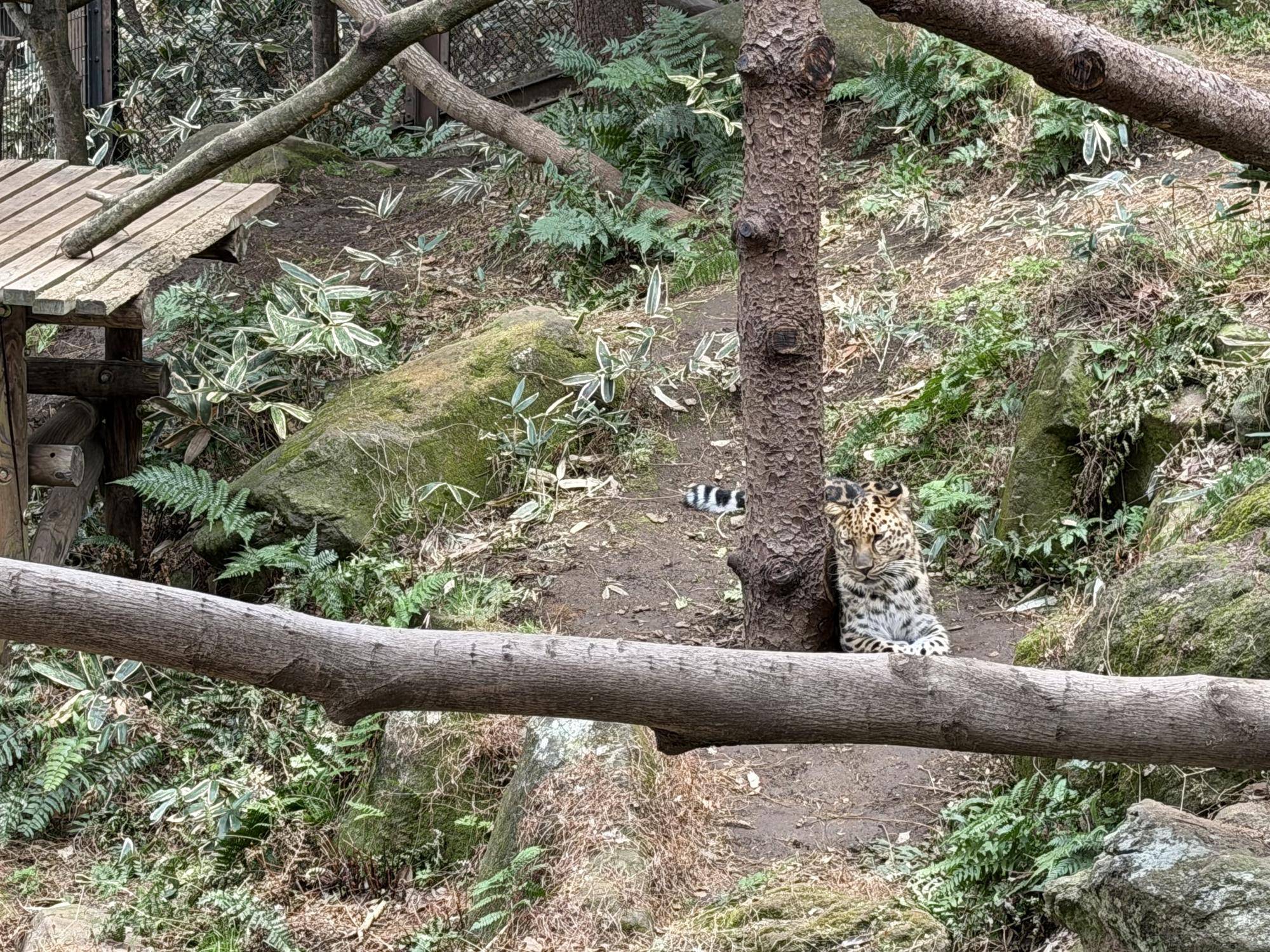 アムールヒョウの展示場改造計画　その２の写真