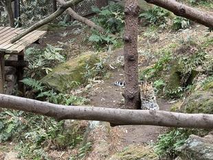 アムールヒョウの展示場改造計画　その２