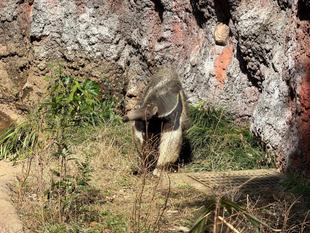 オオアリクイ通信　春が近づいてきて...