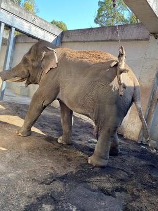 ラスクマルと丸太