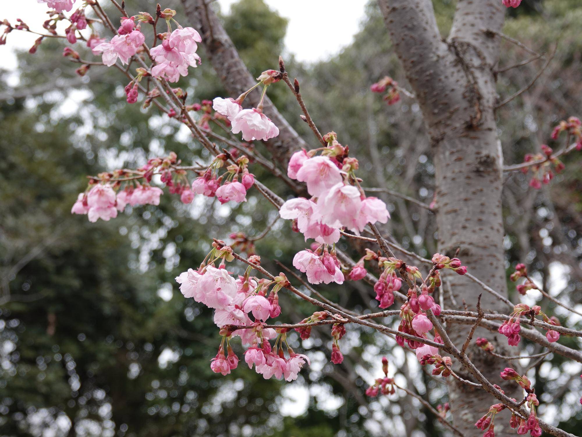【2026】🌸桜ブログ🌸 第4回の写真